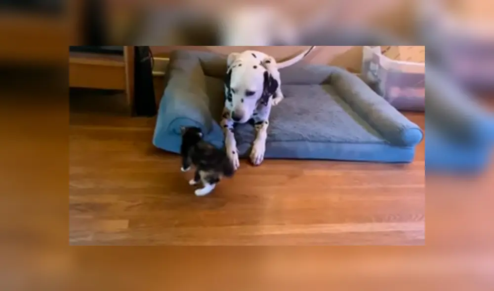 Desliza las imágenes para ver la singular escena que protagonizaron estos curiosos animales domésticos. Fotocaptura: Rumble Viral/YT Desliza las imágenes para ver la singular escena que protagonizaron estos curiosos animales domésticos. Fotocaptura: Rumble Viral/YT