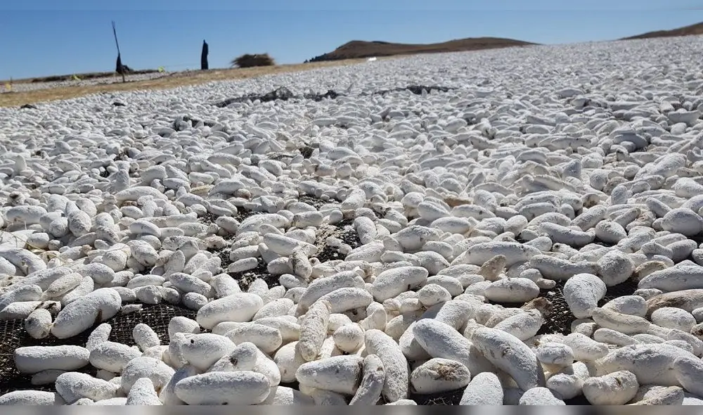 La tunta es producto de la papa sometida a varios grados bajo cero en los ríos del altiplano peruano. Foto: Carlos Cisneros.