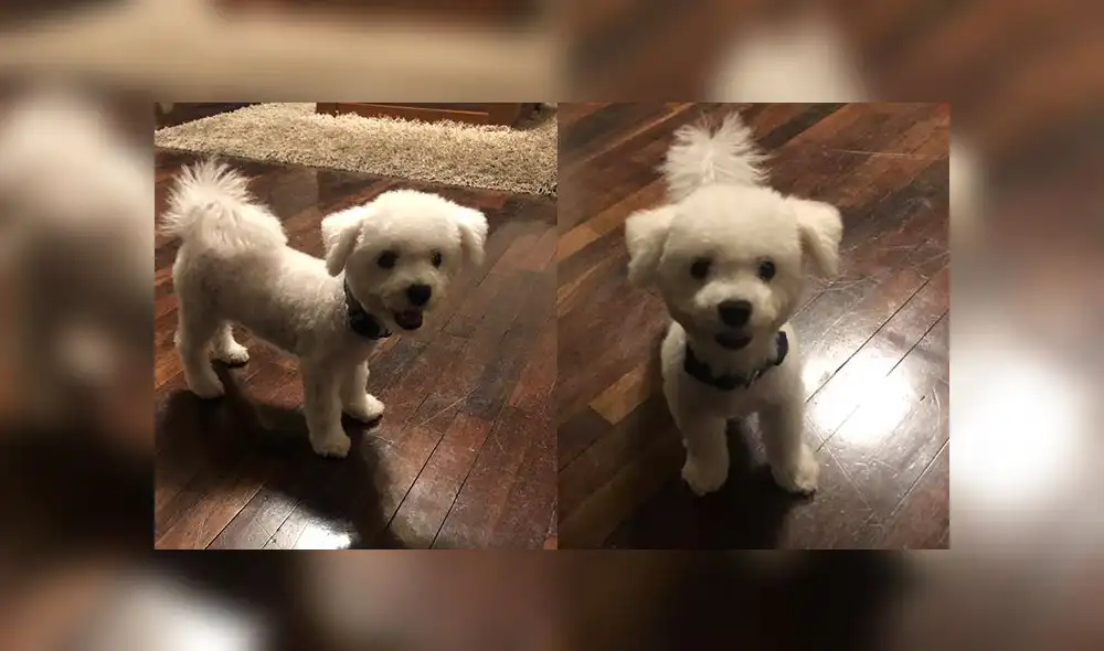 Miraflores: ofrecen recompensa por mascota extraviada