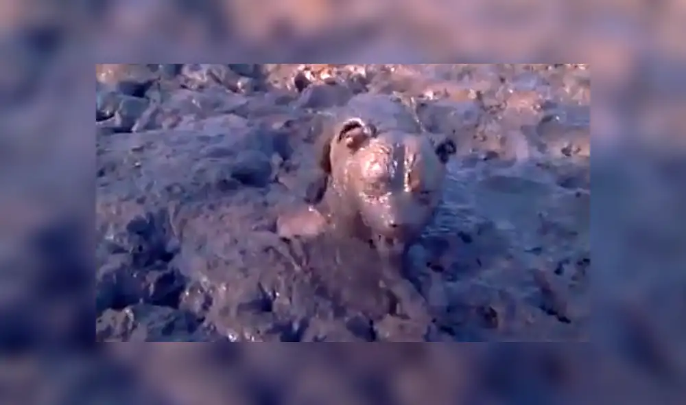 Facebook viral: Creyeron que el perro había muerto, pero estaba más ‘vivo’ que ellos [VIDEO]