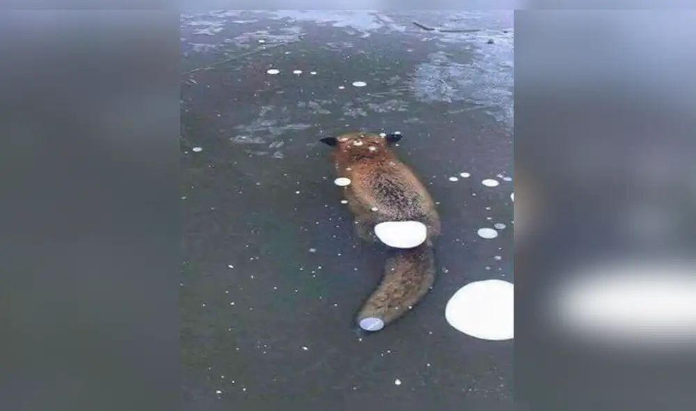 YouTube: Zorro atrapado iba a morir congelado, pero gran gesto lo salvó [VIDEO]