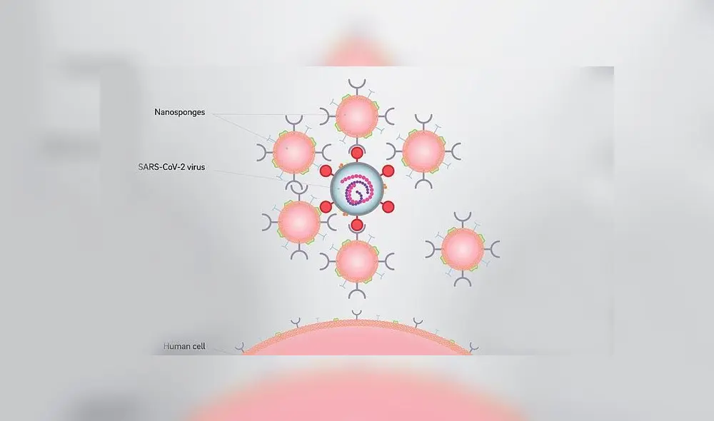 Las nanoesponjas atraen al coronavirus engañándolo y logran inhibirlo. Foto: Universidad de California en San Diego.