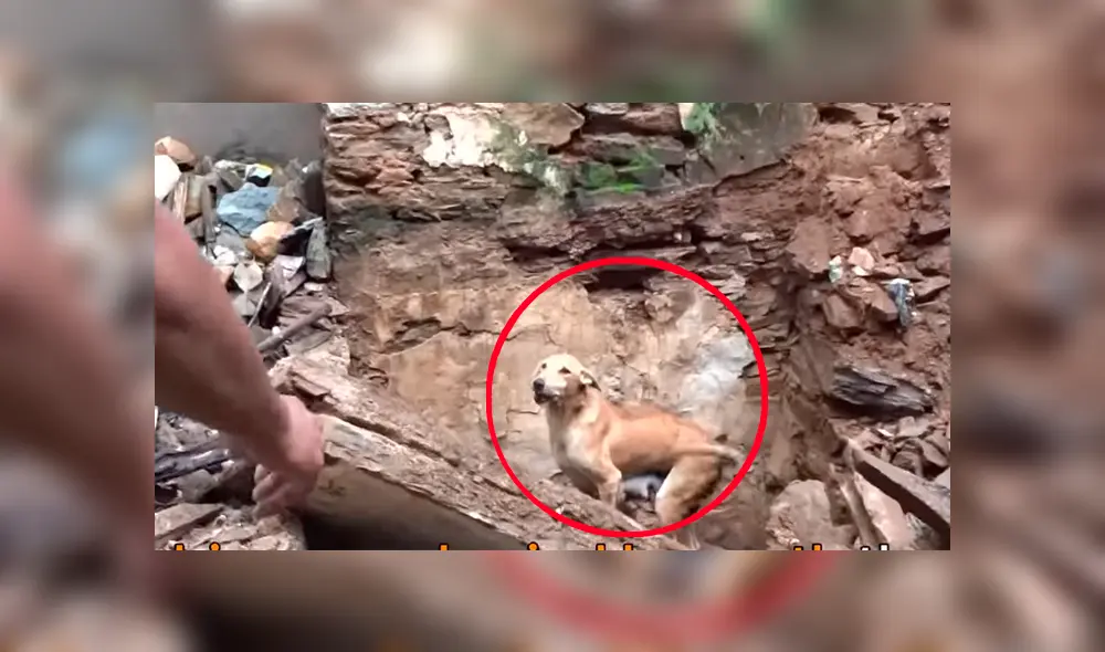 Madre de los cachorros hizo lo imposible para sacar a sus críos que habían quedado enterrados en un profundo hoyo.