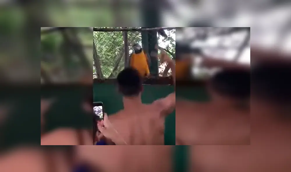 Video es viral en YouTube. Jóvenes captaron el curioso momento en que el loro empieza a bailar al ritmo de música electrónica Video es viral en YouTube. Jóvenes captaron el curioso momento en que el loro empieza a bailar al ritmo de música electrónica