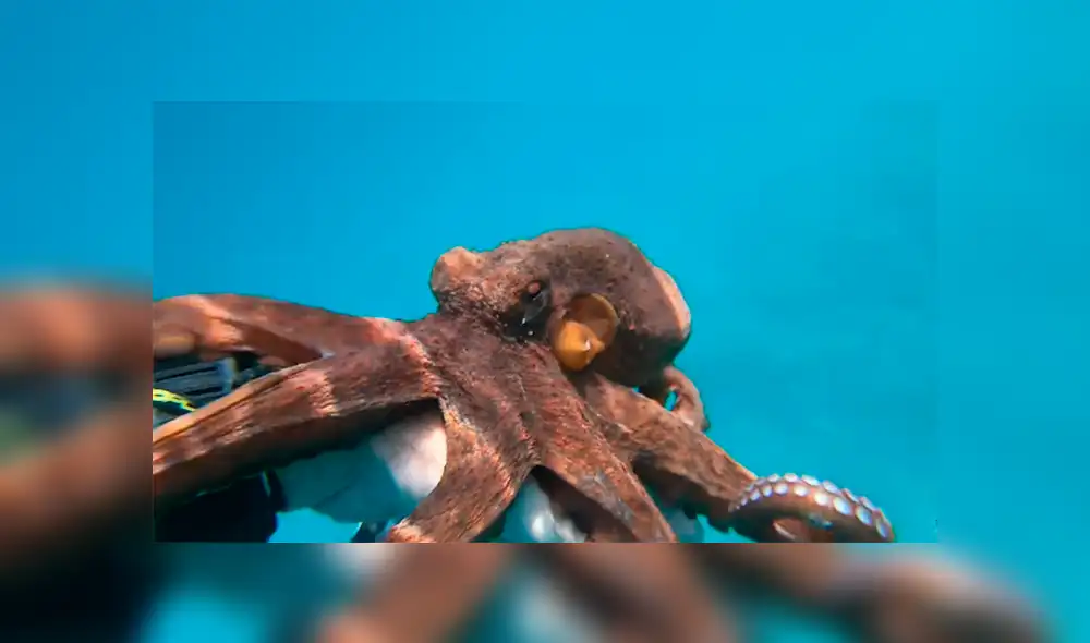 Un buzo quedó en shock luego de toparse con una extraña criatura en la profundidad del mar. Un buzo quedó en shock luego de toparse con una extraña criatura en la profundidad del mar.