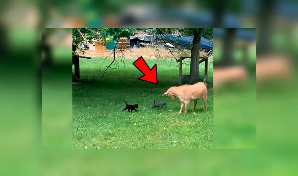 Vía YouTube. Felinos protagonizaron un singular incidente tras seguir con insistencia a una cabra