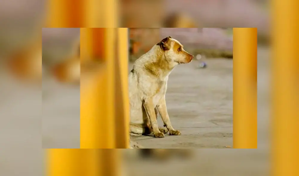 Su dueño falleció hace un año pero este 'Hachiko mexicano’ sigue esperándolo en la esquina donde se encontraban [VIDEO]