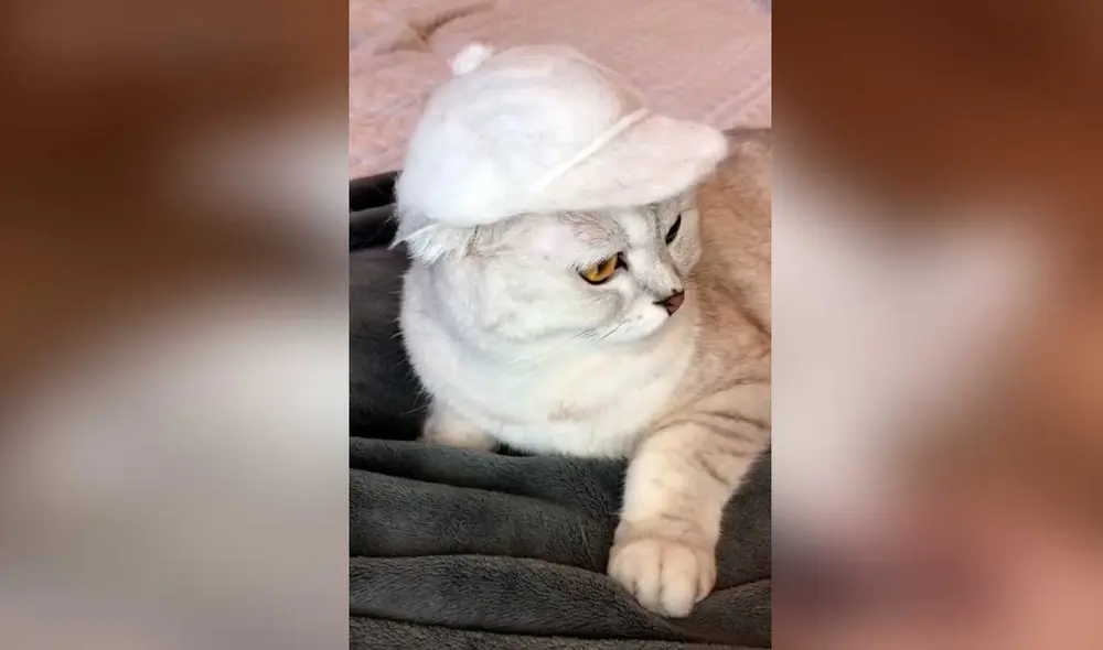 Desliza las imágenes para ver la curiosa escena que protagonizó esta divertida gatita con su dueño. Foto: Captura de TikTok/ Cat Sonya