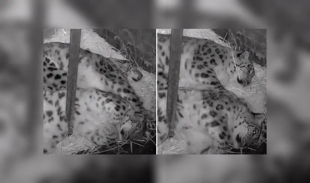 El cuidador de la pareja de leopardos de las nieves quedó sorprendido al ver la reacción de uno de los felinos al querer estirarse. Foto: captura