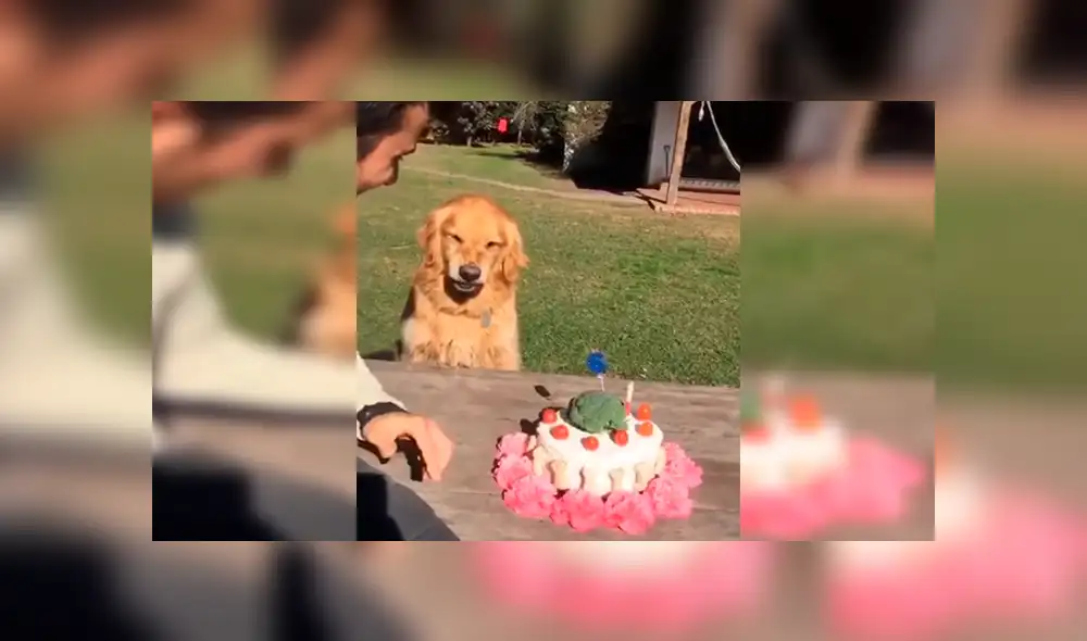 YouTube viral: hombre intenta quitarle la torta a su perro ‘cumpleañero’ y este enfurece 