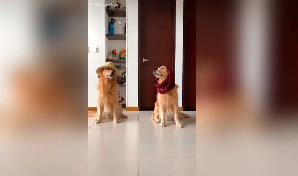 Desliza las imágenes para ver el divertido sketch que protagonizó este perro al ritmo del ‘Me miró y la miré ‘ challenge. Foto: Captura de Tiktok/ goldendogthor Desliza las imágenes para ver el divertido sketch que protagonizó este perro al ritmo del ‘Me miró y la miré ‘ challenge. Foto: Captura de Tiktok/ goldendogthor