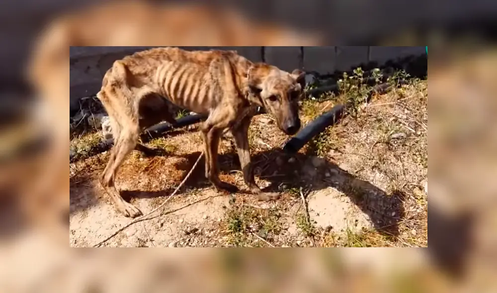 Desliza para ver el nuevo aspecto de este perro callejero que conquistó a YouTube. Foto: Captura. Desliza para ver el nuevo aspecto de este perro callejero que conquistó a YouTube. Foto: Captura.