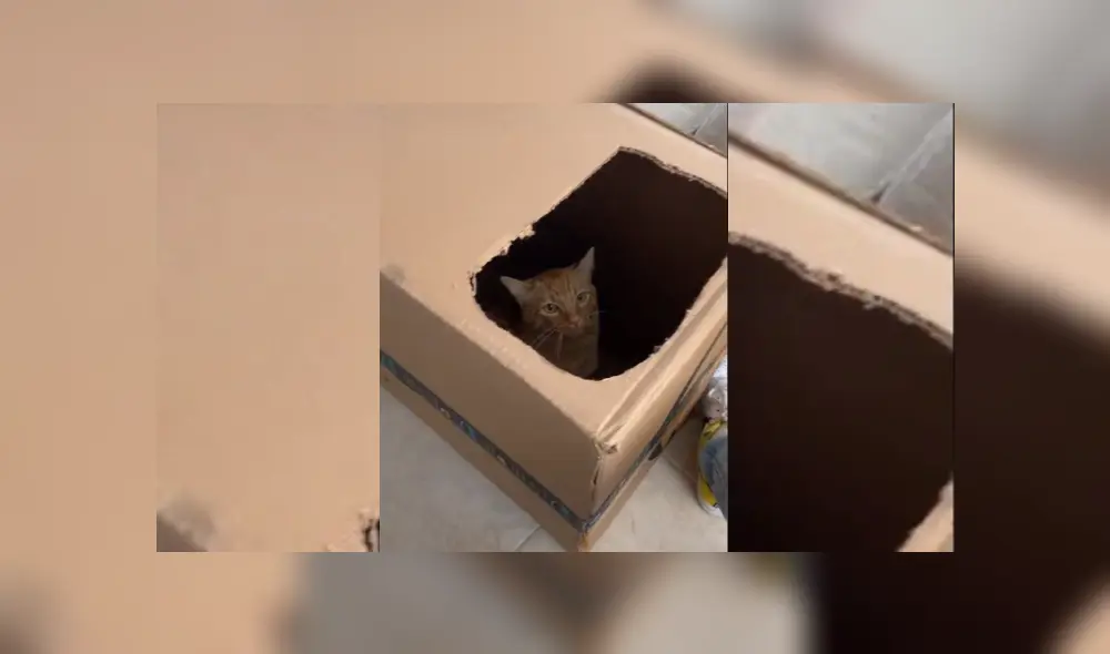 Desliza hacia la izquierda para ver más del video viral.