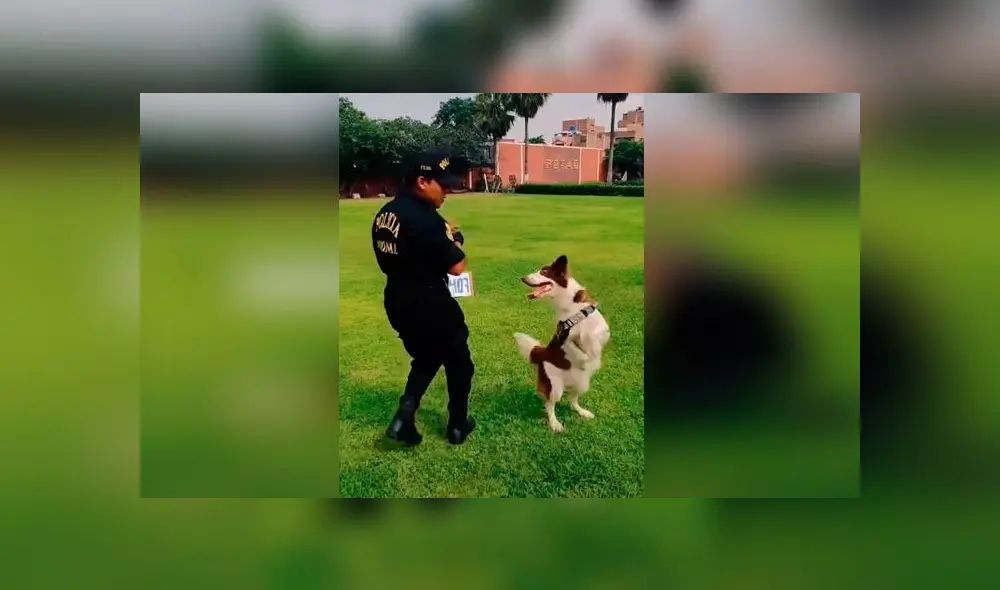 Desliza las imágenes para ver la divertida coreografía que hizo un perro policía con un oficial peruano. Foto: @policiaperu Desliza las imágenes para ver la divertida coreografía que hizo un perro policía con un oficial peruano. Foto: @policiaperu