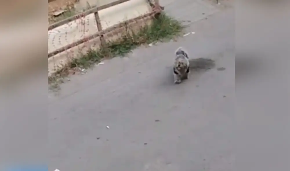 Desliza hacia la izquierda para conocer más detalles de esta conmovedora historia. Foto: captura de TikTok Desliza hacia la izquierda para conocer más detalles de esta conmovedora historia. Foto: captura de TikTok