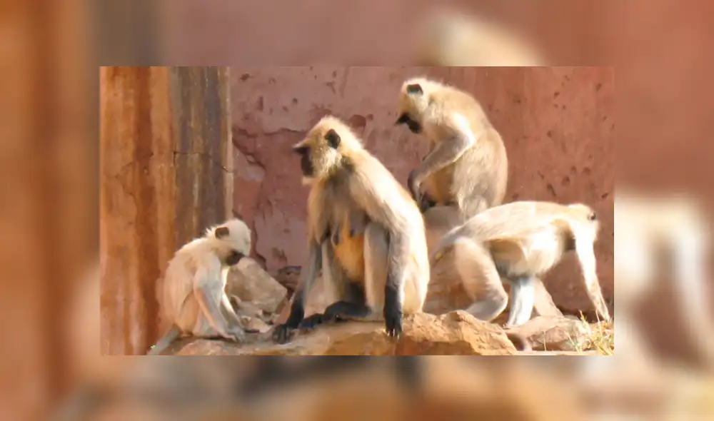 Anciano fue asesinado por grupo de monos que le lanzaron 20 ladrillos