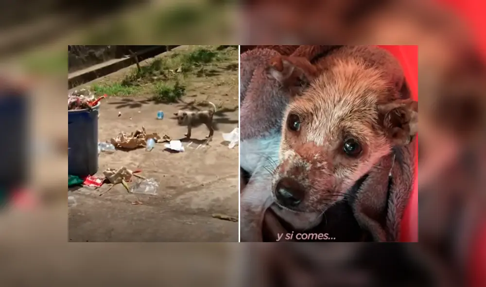Desliza hacia la izquierda para ver las conmovedoras imágenes del viral de YouTube. Foto: El Dodo Desliza hacia la izquierda para ver las conmovedoras imágenes del viral de YouTube. Foto: El Dodo
