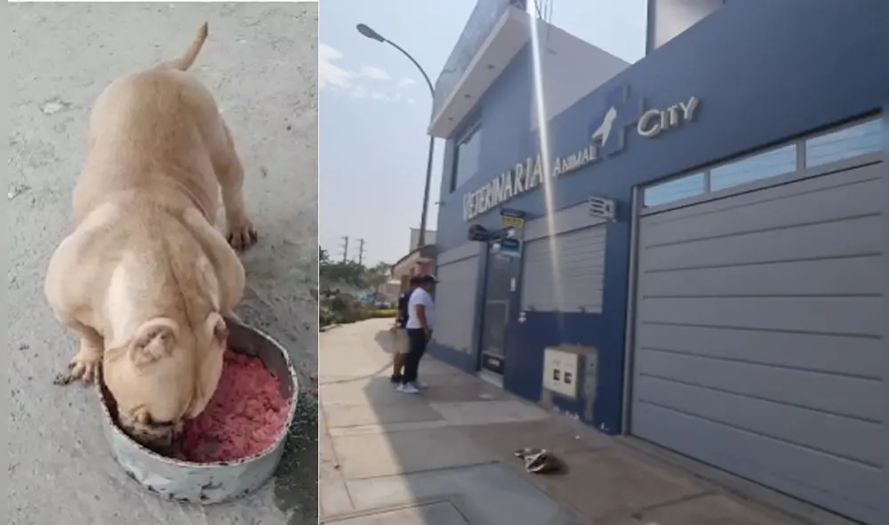 Dueño del can exige que cierren la veterinaria ya que podría pasar lo mismo con otros animales. Video Vanessa Trebejo / URPI-LR Dueño del can exige que cierren la veterinaria ya que podría pasar lo mismo con otros animales. Video Vanessa Trebejo / URPI-LR