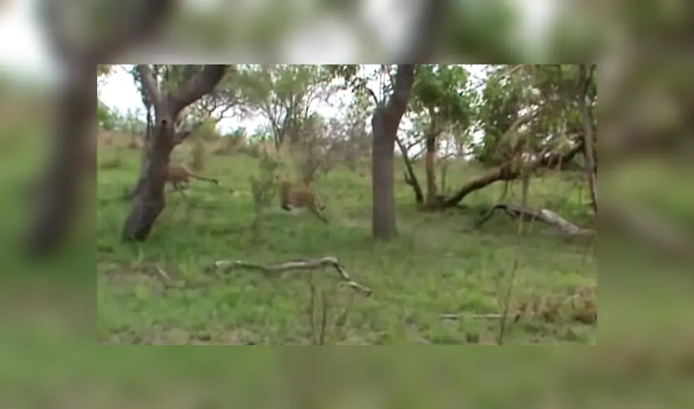 Mira la secuencia del video deslizando la imagen. Foto: Kruger Sightings/YouTube