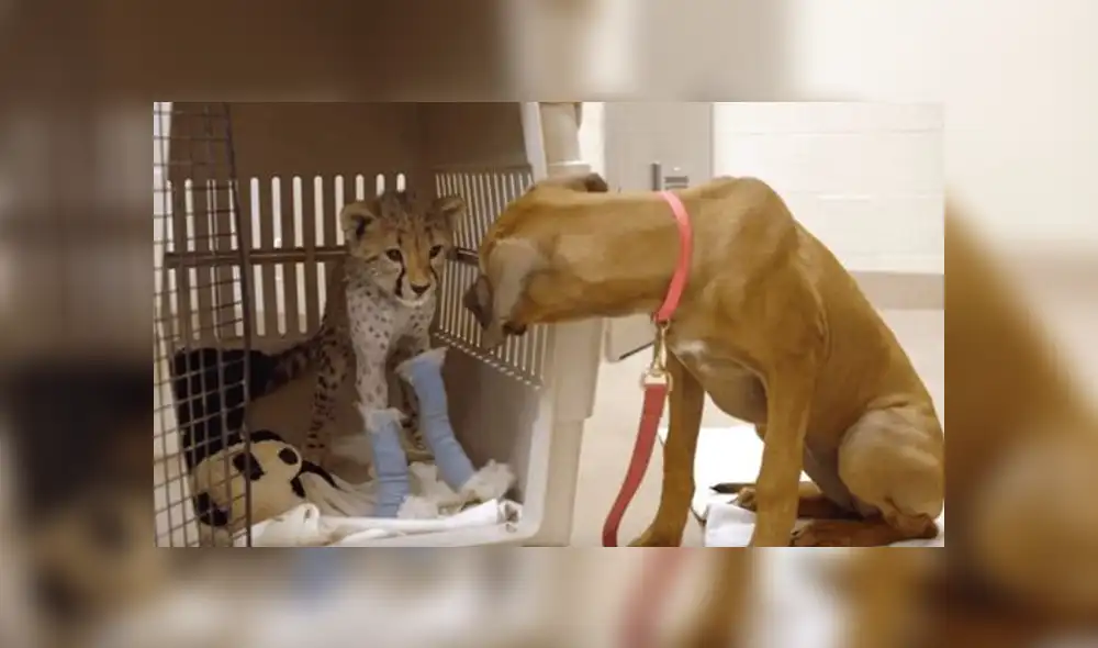 A través de YouTube se hizo viral la historia de un guepardo y un perro, los cuales se conocieron cuando eran unos cachorros.
