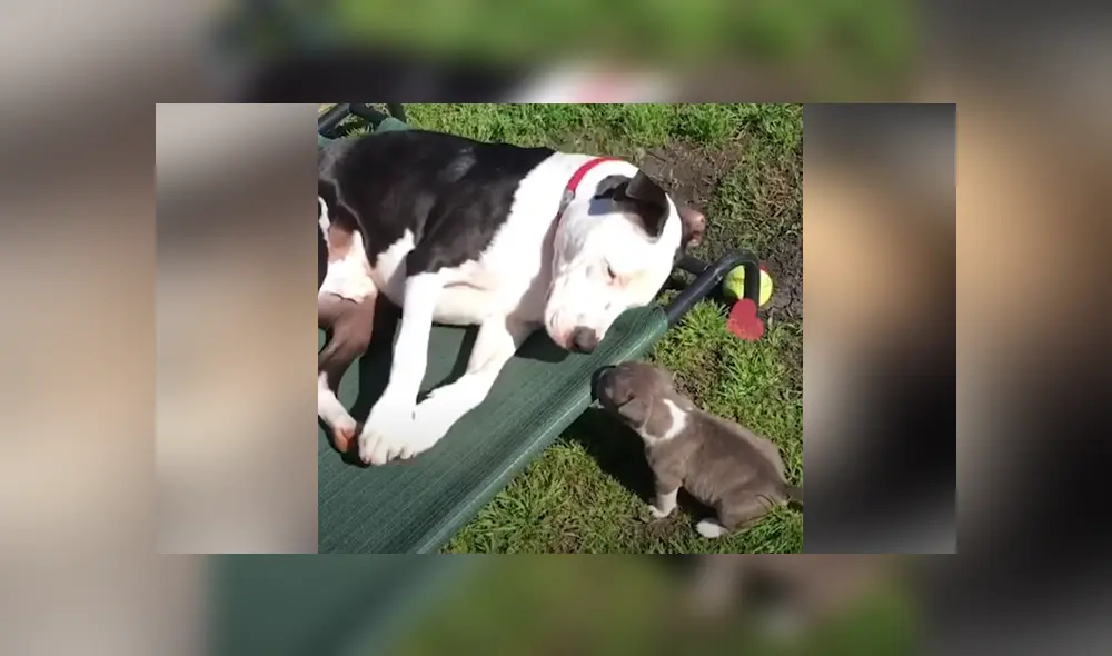 El perro se se encarga de cuidar a todos los pequeños canes que llegan al refugio donde vive. Foto: YouTube El perro se se encarga de cuidar a todos los pequeños canes que llegan al refugio donde vive. Foto: YouTube