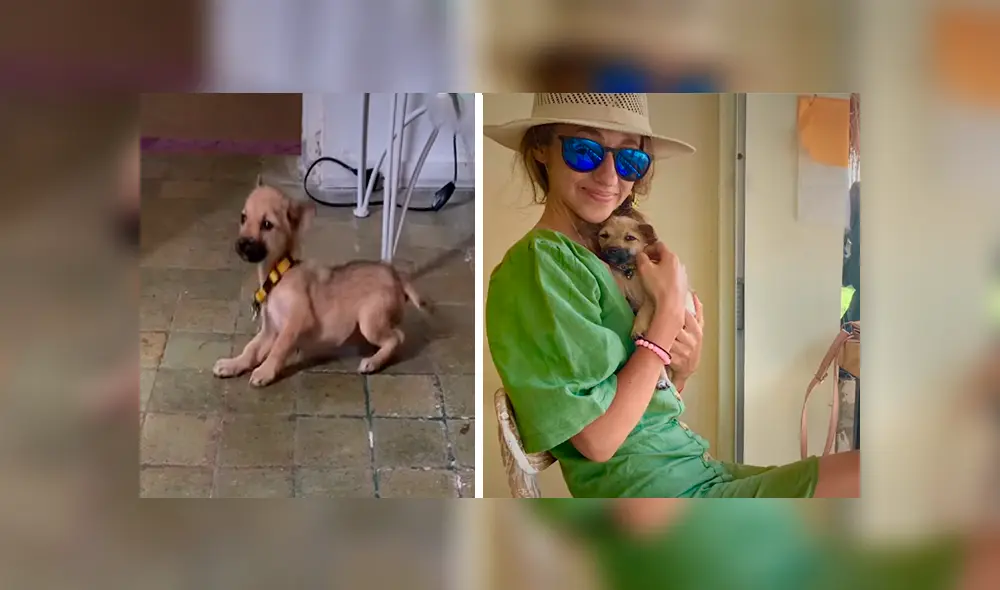 En Facebook, una joven rescató a un cachorro hambriento que clamaba ayuda en las calles de Bali. En Facebook, una joven rescató a un cachorro hambriento que clamaba ayuda en las calles de Bali.