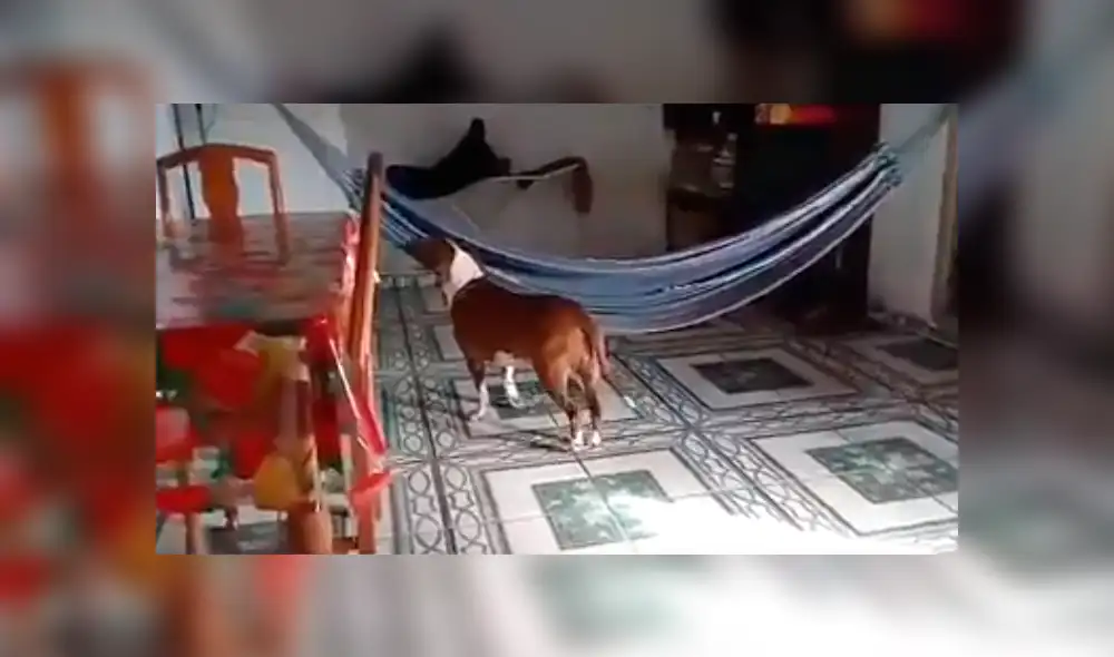 En Facebook, un joven se llevó tremenda sorpresa al descubrir que su perro se subió a la hamaca colocada en su sala. En Facebook, un joven se llevó tremenda sorpresa al descubrir que su perro se subió a la hamaca colocada en su sala.