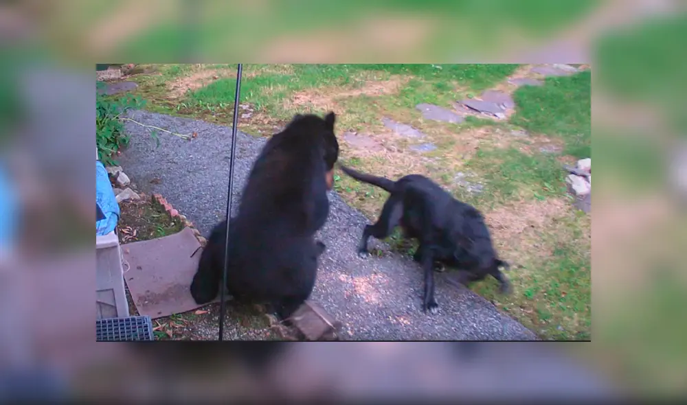 El oso pensó que sería una comida fácil y no imaginó que tenía que enfrentarse a un furioso perro. Foto: captura