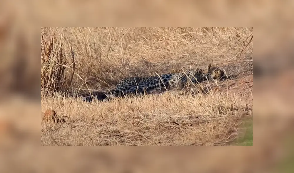 La tasa de supervivencia de los cachorros de leopardo es de un 50%. Foto: Kruger National Park Videos / YouTube La tasa de supervivencia de los cachorros de leopardo es de un 50%. Foto: Kruger National Park Videos / YouTube