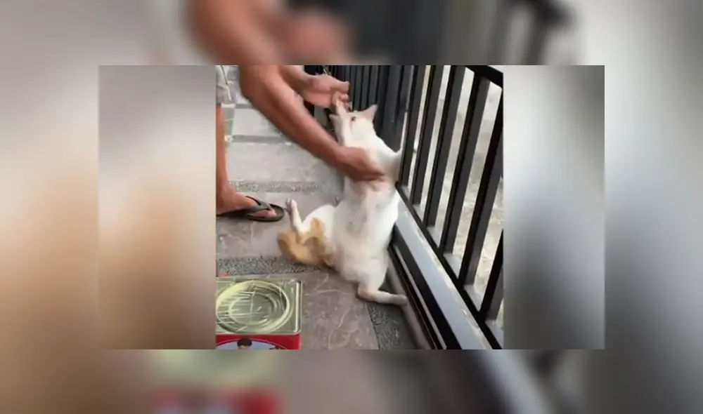 Desliza hacia la izquierda para ver las imágenes de viral de Facebook.