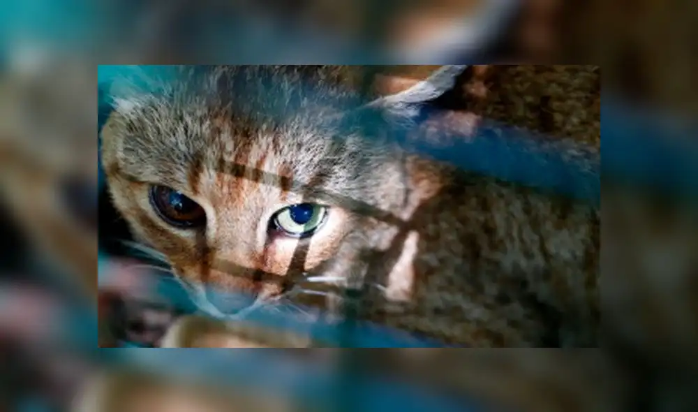 Gato zorro: una nueva especie felina que alerta a la comunidad científica Gato zorro: una nueva especie felina que alerta a la comunidad científica