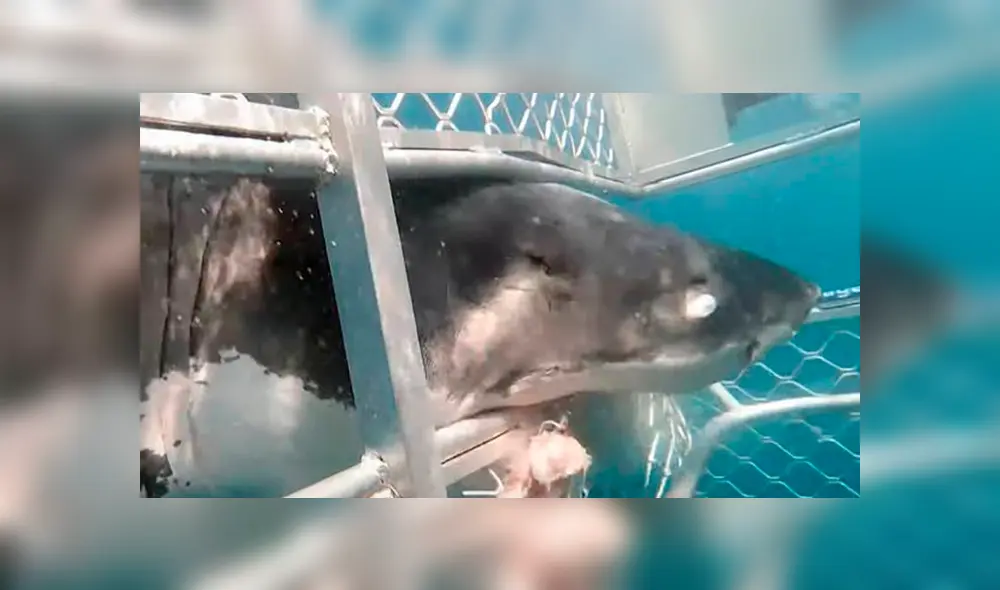 Enorme tiburón genera terror al arremeter contra una jaula con buzos en su interior [VIDEO]