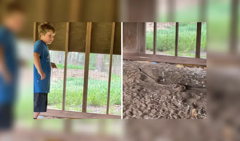 A través de YouTube se hizo viral el método que utilizó un niño para atrapar a una serpiente. A través de YouTube se hizo viral el método que utilizó un niño para atrapar a una serpiente.