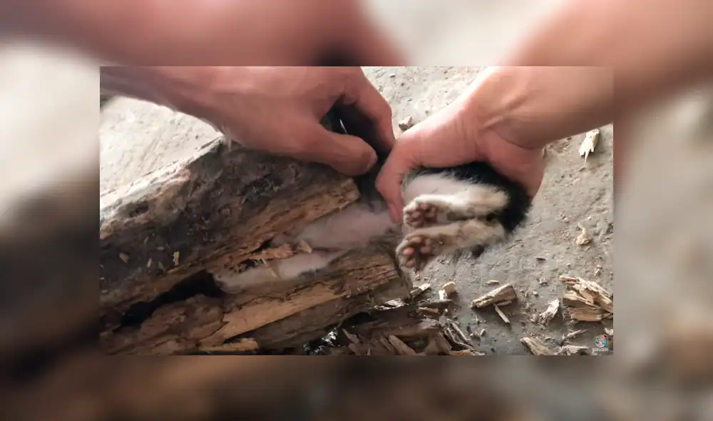 Facebook viral: travieso gato mete su cabeza en árbol, sin imaginar que su dueño lo liberaría con un hacha [VIDEO] 