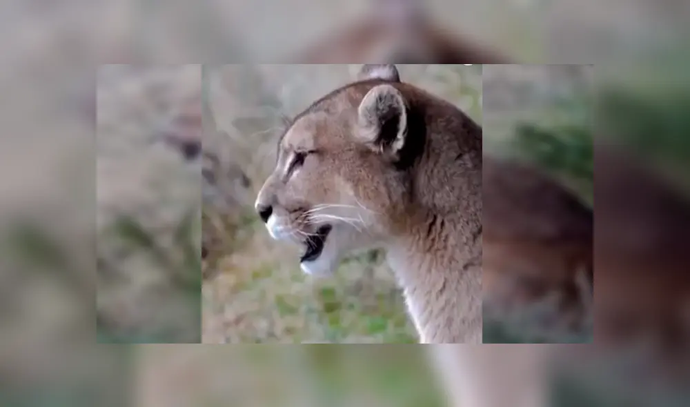 En Facebook, un sujeto grabó el momento exacto que un puma hembra llama a su pareja en medio del bosque.