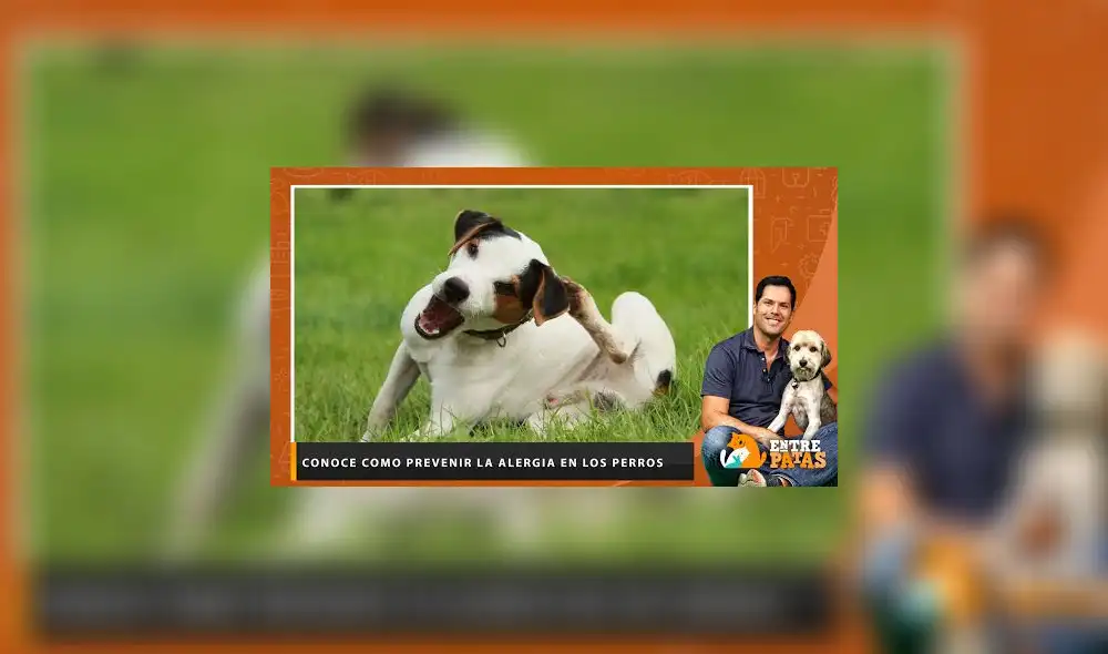 Conoce como prevenir la alergia en los perros - Entre Patas