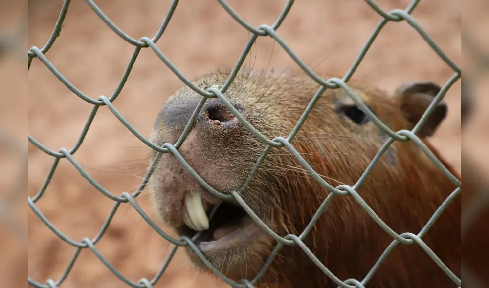 Conoce el Parque Natural de Pucallpa, un zoológico en medio de la selva [FOTOS]