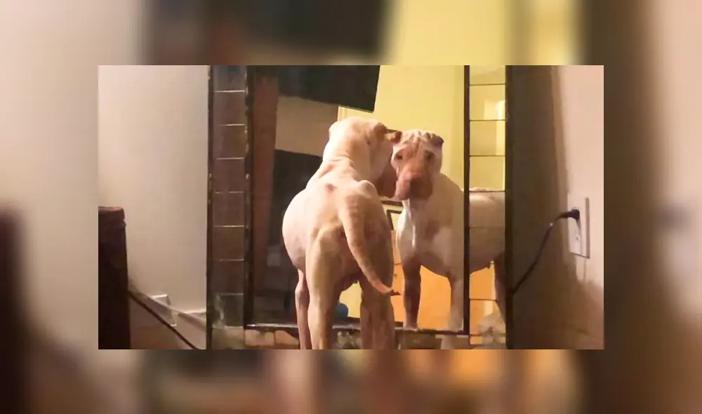 En Facebook, los encargados de un albergue curaron a una perrita que estaba en deplorables condiciones.