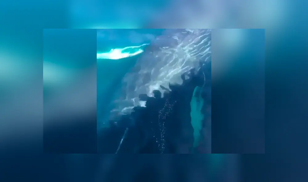 Turistas quedan en shock al escuchar el misterioso canto de enorme ballena que emergió del mar. Turistas quedan en shock al escuchar el misterioso canto de enorme ballena que emergió del mar.