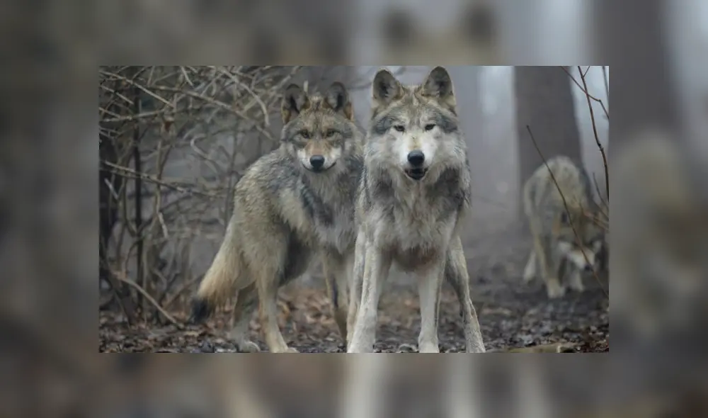 Misteriosa especie de lobo gris, que se creía extinta, fue vista en Francia. Foto: Bío Bío Chile Misteriosa especie de lobo gris, que se creía extinta, fue vista en Francia. Foto: Bío Bío Chile