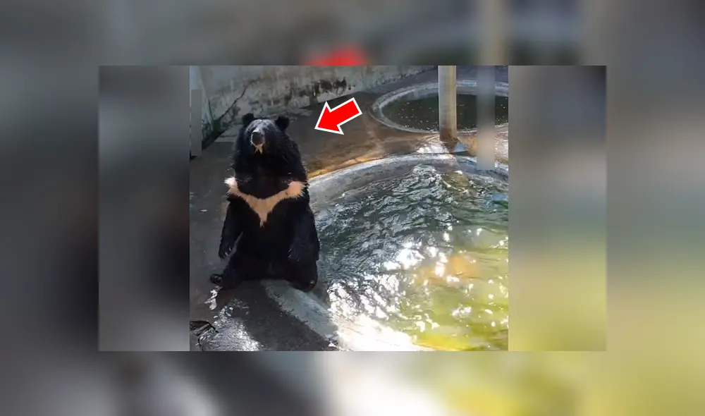 Facebook viral: enorme oso no soporta ola de calor y se tira un clavado extremo para refrescarse [VIDEO] 