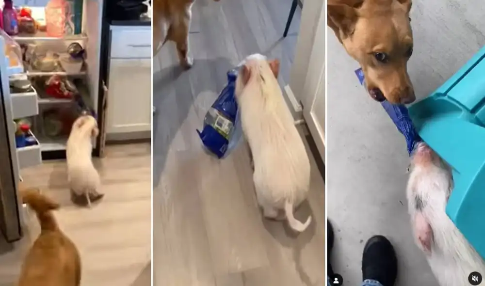 La conducta del cerdito hizo reír a miles e en las redes sociales. Foto: composición LR&TikTok/@lafamiliapolo La conducta del cerdito hizo reír a miles e en las redes sociales. Foto: composición LR&TikTok/@lafamiliapolo