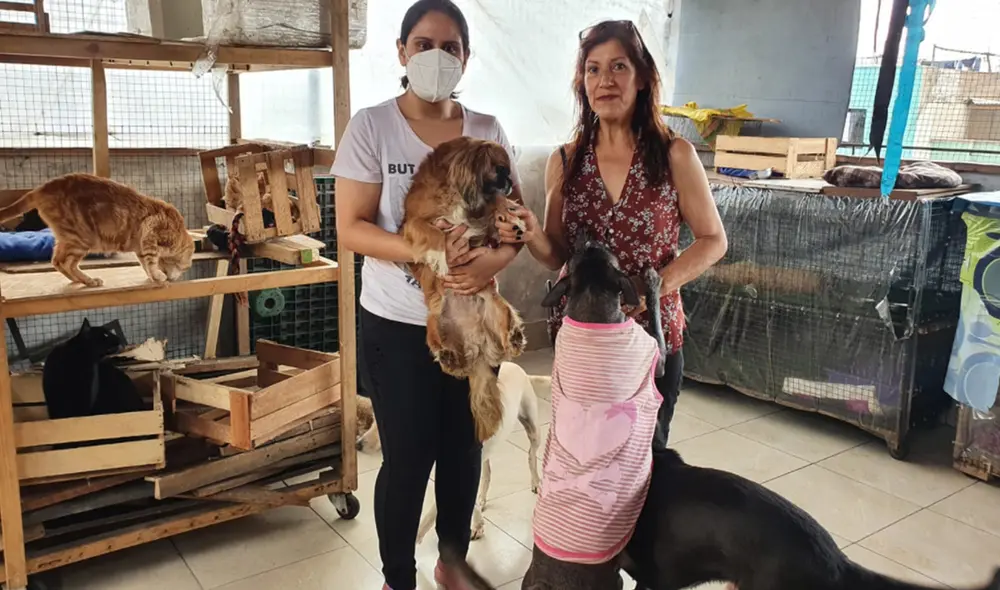 La rifa virtual busca dar sustento a 70 albergues de perros callejeros. Foto: Raúl Egusquiza / URPI - GLR La rifa virtual busca dar sustento a 70 albergues de perros callejeros. Foto: Raúl Egusquiza / URPI - GLR