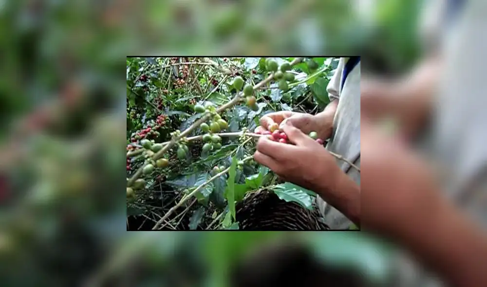 Falta de inversión afectaría la producción de café en el 2019