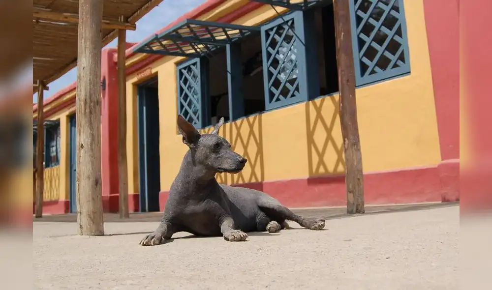 Ancestral y vigoroso perro peruano celebró aniversario en cuarentena Ancestral y vigoroso perro peruano celebró aniversario en cuarentena