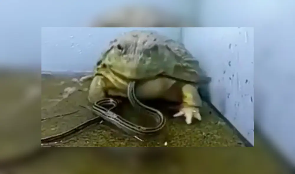 YouTube viral: extraña rana toro devora reptiles e insectos en unas cuantas mordidas [VIDEO]