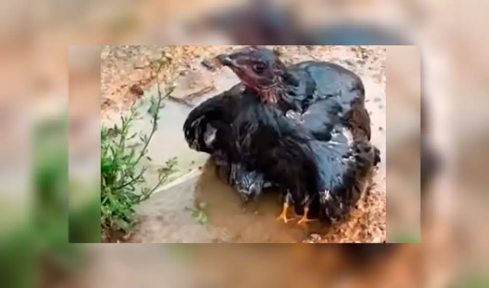 Facebook viral: se topa con peculiar ‘criatura’ alada, se acerca y descubre tierna escena que conmueve a miles Facebook viral: se topa con peculiar ‘criatura’ alada, se acerca y descubre tierna escena que conmueve a miles