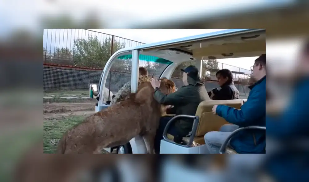 YouTube viral: turistas quedan en shock al ver que león subió a su vehículo e hizo lo inimaginable [VIDEO]
