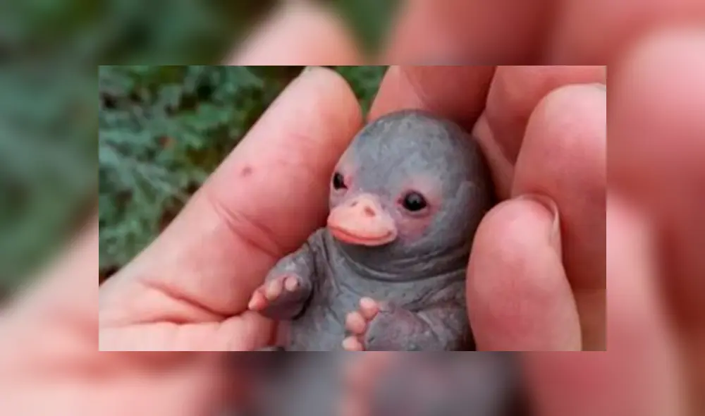 Desliza para ver los detalles del ornitorrinco bebé que engañó a todos en Facebook. Foto: Captura. Desliza para ver los detalles del ornitorrinco bebé que engañó a todos en Facebook. Foto: Captura.