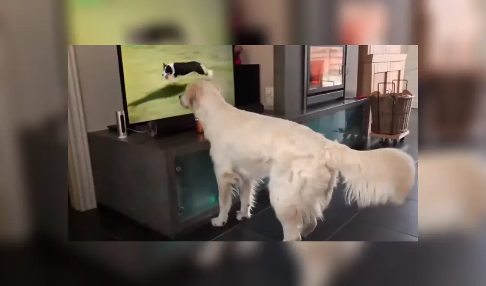 Desliza para ver los momentos más tiernos del video que se hizo viral en YouTube. Desliza para ver los momentos más tiernos del video que se hizo viral en YouTube.